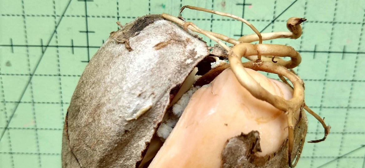 Coração de abacate - Foto