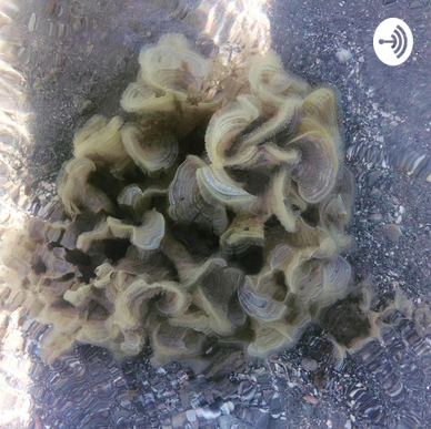 Captura de Tela 2020-10-30 às 08.32.51