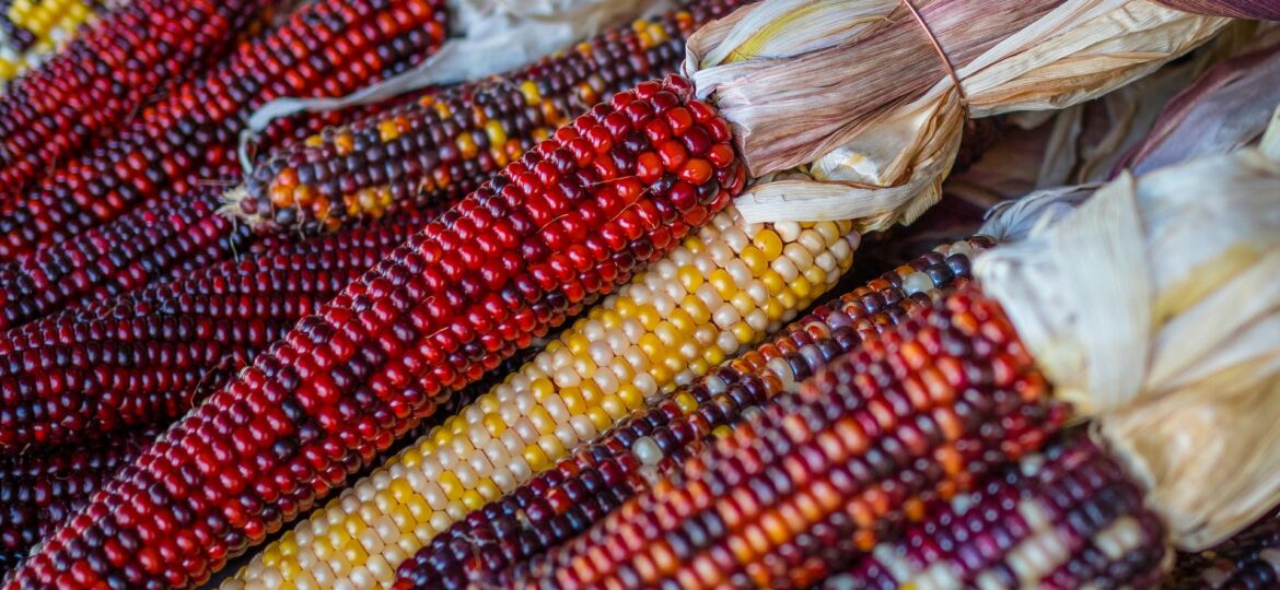 corn-4496878_1920 (1)