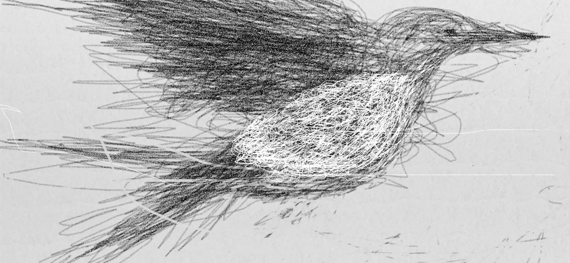 Pássaro-ninho esboço um